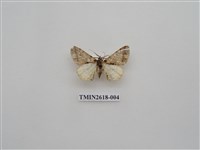 藏品(尺蛾137)的圖片